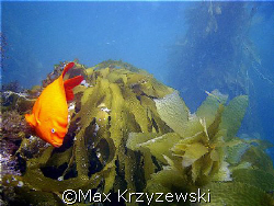 Catalina Island, CA....Adult Garibaldi by Max Krzyzewski 